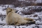 Photo: Polar Bear Roll Churchill Manitoba