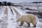 Photo: Polar Bear Sighting Churchill Manitoba