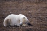 Photo: Polar Bear Sleeping Churchill Wildlife Management Area