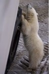Photo: Baby Polar Bear Stance Churchill Manitoba