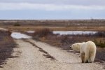Photo: Polar Bear Tundra Churchill Wildlife Management Area