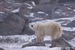 Photo: Polar Bear Weather Churchill Manitoba