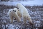 Photo: Polar Bears fighting Churchill