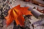 Photo: Red Autumn Leaf Algonquin Provincial Park Ontario