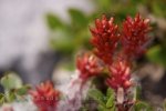 Photo: Red Flowers Cape Burnt Ecological Reserve Newfoundland