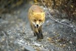 Photo: Red Fox Picture