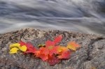 Photo: Rock Leaves Lake Superior Provincial Park