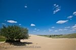 Photo: Sand Dune Growth The Great Sand Hills Saskatchewan