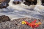 Photo: Sand River Autumn Leaves Lake Superior Provincial Park