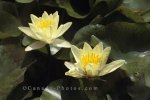 Photo: Yellow Water Lilies