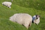 Photo: Sheep Grazing Cape St Marys Newfoundland