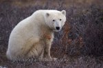 Photo: Sitting Polar Bear Churchill Manitoba