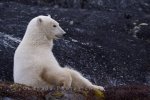 Photo: Sitting Positions Polar Bear Rugged Rocks Churchill