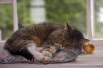 Photo: Sleeping Cat picture