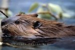 Photo: Swimming Beaver