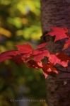Photo: Autumn Tree Leaves Algonquin Provincial Park