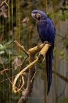 Photo: Tropical Forest Parrot Biodome De Montreal Quebec