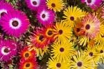 Photo: Vibrant Colored Flowers Livingstone Daisies Picture