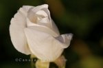 Photo: White Rose Photo