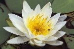 Photo: White Water Lily