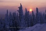 Photo: Winter Sunset Yukon