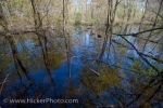 Photo: Woodland Trail Swamp Point Pelee National Park Ontario
