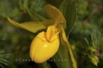 Photo: Yellow Ladys Slipper Flower