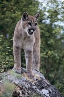 This young cougar in British Columbia, Canada scopes out his territory from atop a large rock.