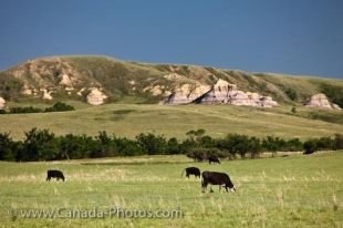 The rolling hills in the Big Muddy Badlands in Southern Saskatchewan, Canada are blanketed with green farmland where cows are led for grazing.