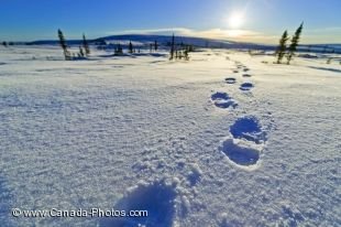 Footprints leading into the sun along the Dempster Highway in the Yukon, Canada.