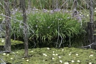 A swamp covered with water lilies and purple flowers on Manitoulin Island in Ontario, Canada.