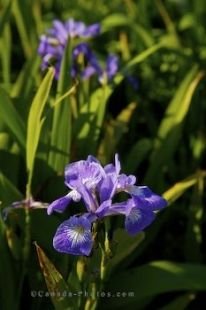 Growing to perfection, a wild iris blossoms in a field at the Cape St. Mary's Ecological Reserve on the Avalon Peninsula in Newfoundland, Canada.
