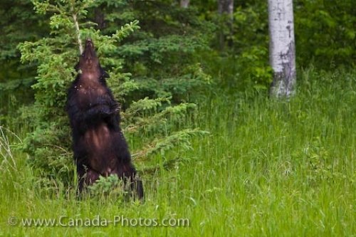Photo: Adult Female Black Bear Back Scratching Riding Mountain National Park