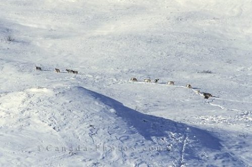 Photo: Alaska Caribou