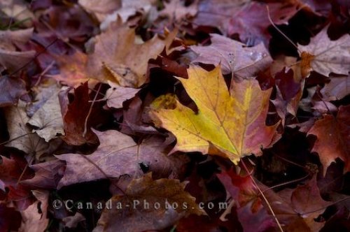 Photo: Algonquin Provincial Park Leaves Ontario