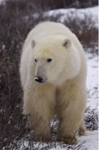 Photo: Approaching Polar Bear Churchill Manitoba