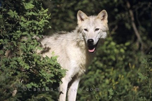 Photo: Arctic Wolf Picture