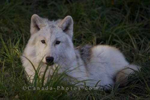 Photo: Arctic Wolf Resting Picture