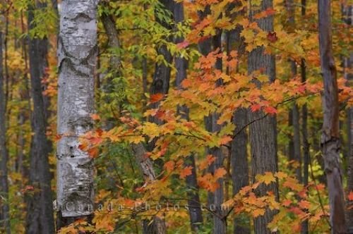 Photo: Autumn Forest Leaves Rock Lake Ontario Canada