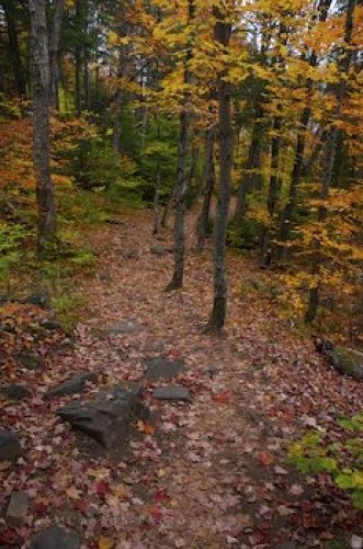 Photo: Autumn Forest Path Ontario Provincial Park