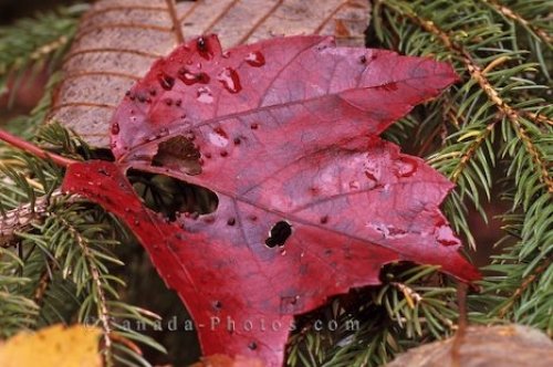 Photo: Autumn Leaves New Brunswick