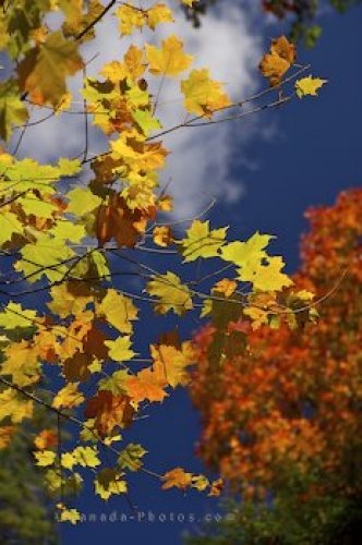 Photo: Autumn Tree Display Algonquin Provincial Park Ontario
