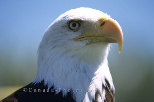 Photo: Photo Bald Eagle Haliaeetus Leucocephalus