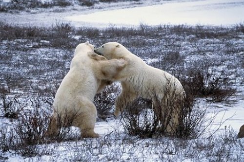 Photo: Bear Fight Churchill