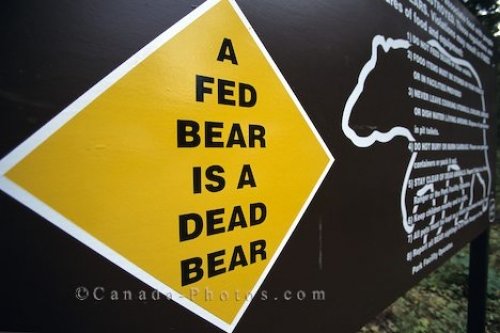 Photo: Bear Sign Wells Gray