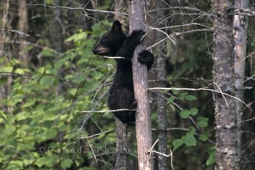 Photo: Black Bear Cub