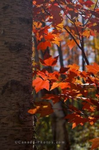 Photo: Bright Red Forest Leaves Rock Lake Ontario