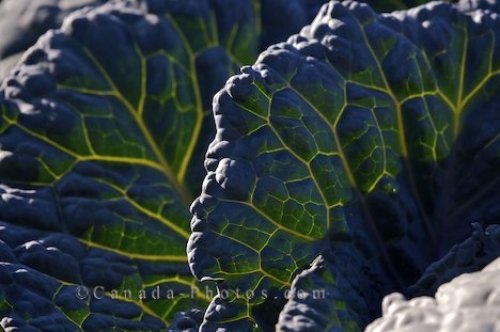 Photo: Cabbage Leaves Montreal Botanical Garden