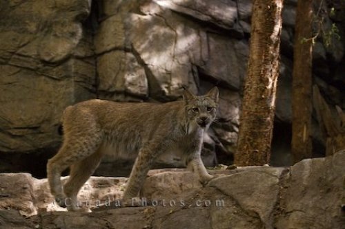 Photo: Canadian Lynx Large Cat Picture