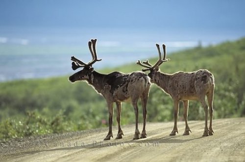 Photo: Caribou Road Denali National Park